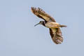 Greater Painted-snipe Rostratula benghalensis 