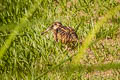 Greater Painted-snipe Rostratula benghalensis 