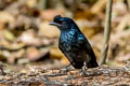 Greater Racket-tailed Drongo Dicrurus paradiseus paradiseus 