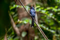 Greater Racket-tailed Drongo Dicrurus paradiseus paradiseus 