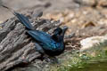 Greater Racket-tailed Drongo Dicrurus paradiseus paradiseus 