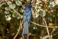 Greater Racket-tailed Drongo Dicrurus paradiseus paradiseus 