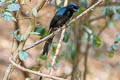 Greater Racket-tailed Drongo Dicrurus paradiseus paradiseus 