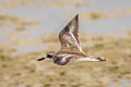 Greater Sand Plover Anarhynchus leschenaultii leschenaultii