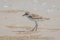 Greater Sand Plover Anarhynchus leschenaultii leschenaultii