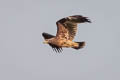 Greater Spotted Eagle Clanga clanga