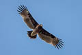 Greater Spotted Eagle Clanga clanga