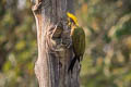 Greater Yellownape Chrysophlegma flavinucha flavinucha