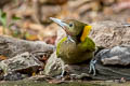 Greater Yellownape Chrysophlegma flavinucha flavinucha