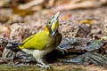 Greater Yellownape Chrysophlegma flavinucha flavinucha