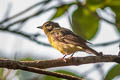 Green-backed Flycatcher Ficedula elisae (Chinese Flycatcher)