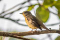 Green-backed Flycatcher Ficedula elisae (Chinese Flycatcher)