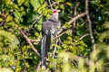 Green-billed Malkoha Phaenicophaeus tristis tristis