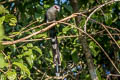 Green-billed Malkoha Phaenicophaeus tristis tristis