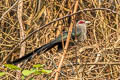 Green-billed Malkoha Phaenicophaeus tristis tristis