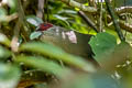 Green-billed Malkoha Phaenicophaeus tristis tristis