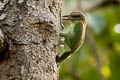 Green-eared Barbet Psilopogon faiostrictus faiostrictus