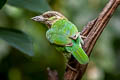 Green-eared Barbet Psilopogon faiostrictus faiostrictus