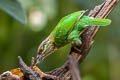 Green-eared Barbet Psilopogon faiostrictus faiostrictus