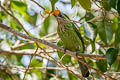 Green-eared Barbet Psilopogon faiostrictus faiostrictus