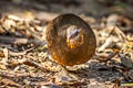 Green-legged Partridge Arborophila chlorops chlorops 