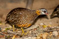 Green-legged Partridge Arborophila chlorops chlorops 