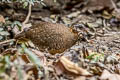 Green-legged Partridge Arborophila chlorops chlorops 