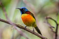 Green-tailed Sunbird Aethopyga nipalensis angkanensis