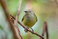 Green-tailed Sunbird Aethopyga nipalensis angkanensis