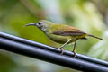 Green-tailed Sunbird Aethopyga nipalensis angkanensis