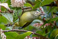 Green-tailed Sunbird Aethopyga nipalensis angkanensis