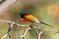 Green-tailed Sunbird Aethopyga nipalensis angkanensis