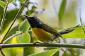 Green-tailed Sunbird Aethopyga nipalensis australis