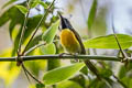 Green-tailed Sunbird Aethopyga nipalensis australis