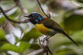 Green-tailed Sunbird Aethopyga nipalensis australis