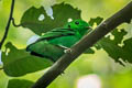 Green Broadbill Calyptomena viridis caudacuta