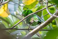 Green Broadbill Calyptomena viridis caudacuta