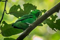 Green Broadbill Calyptomena viridis caudacuta