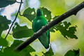 Green Broadbill Calyptomena viridis caudacuta