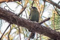 Green Cochoa Cochoa viridis