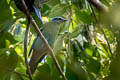 Green Cochoa Cochoa viridis