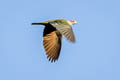 Green Imperial Pigeon Ducula aenea sylvatica