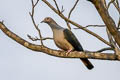 Green Imperial Pigeon Ducula aenea sylvatica