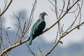 Green Imperial Pigeon Ducula aenea sylvatica