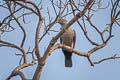 Green Imperial Pigeon Ducula aenea sylvatica