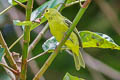 Green Iora Aegithina viridissima