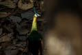 Green Peafowl Pavo muticus imperator