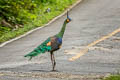 Green Peafowl Pavo muticus imperator