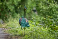 Green Peafowl Pavo muticus imperator