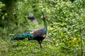 Green Peafowl Pavo muticus imperator